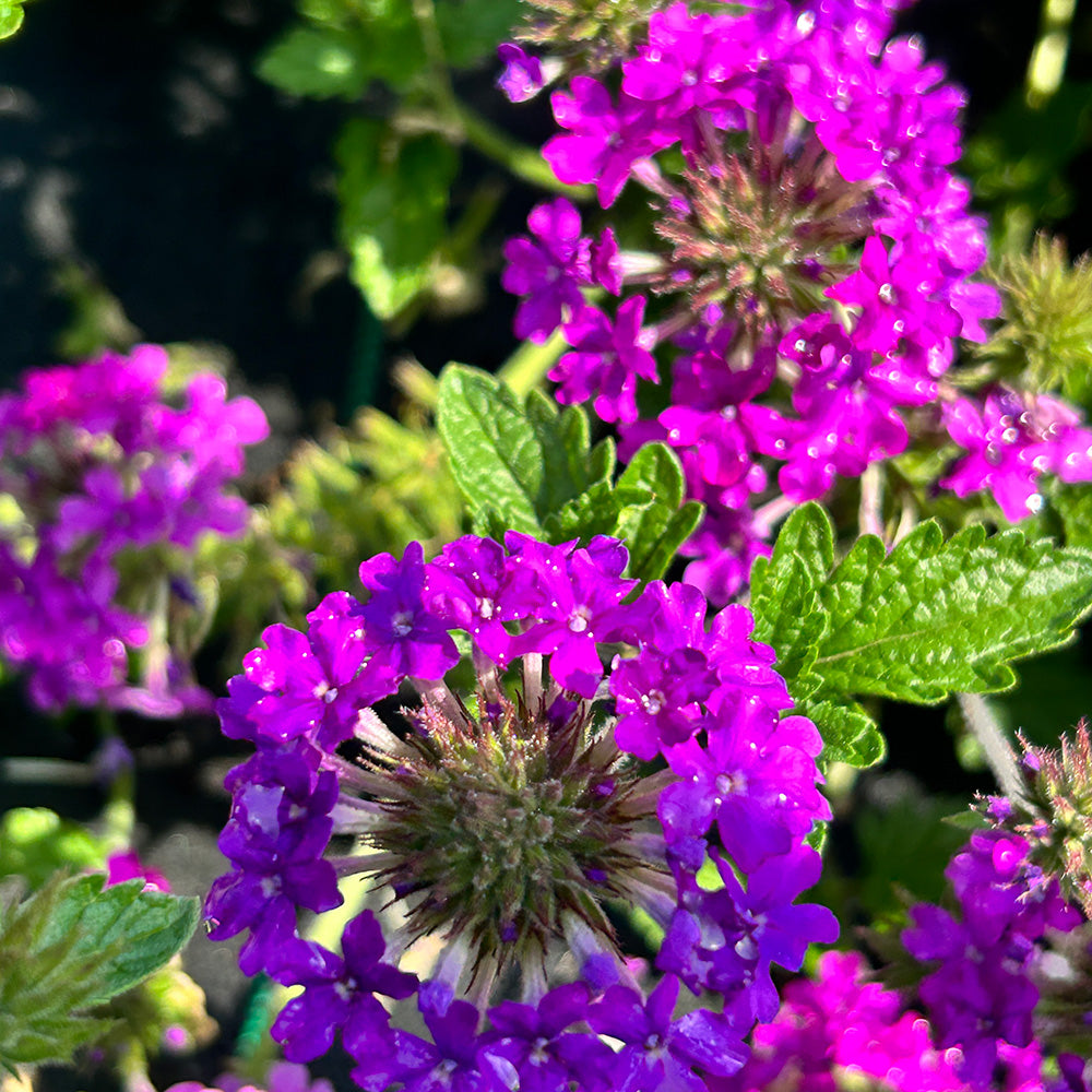 Homestead Purple Verbena with bright purple flower clusters
