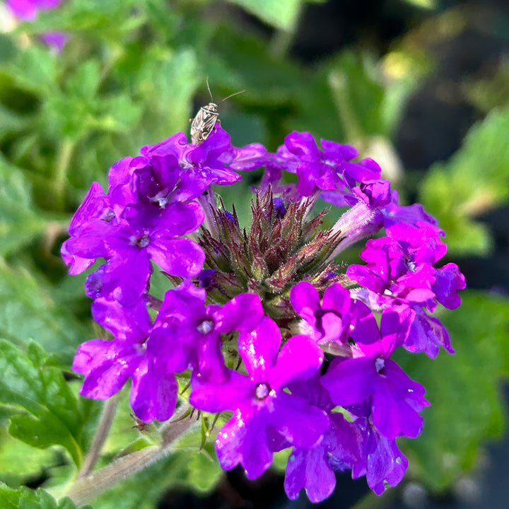 Homestead Purple Verbena with bright purple flower clusters