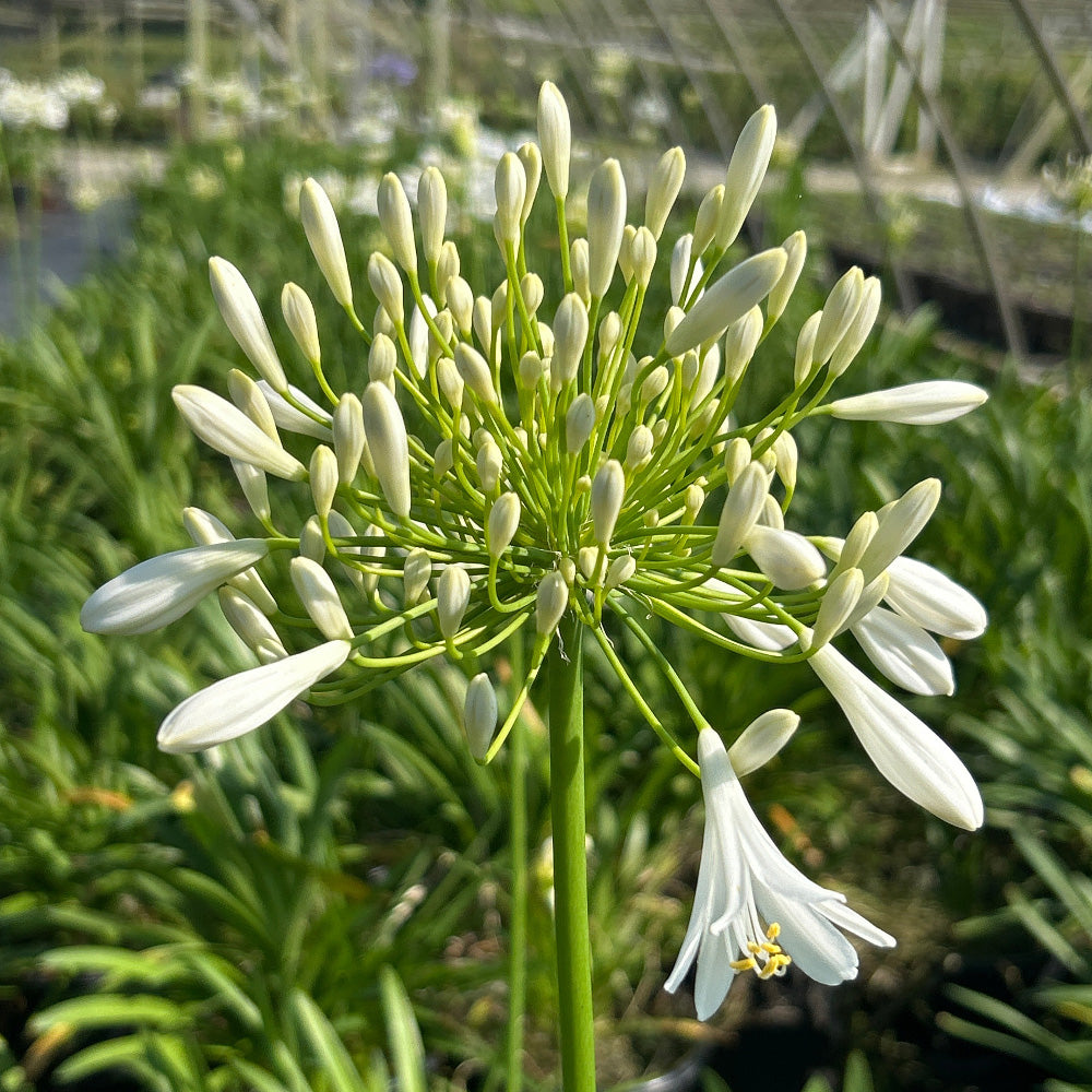 Agapanthus Getty White ~ Lily of the Nile