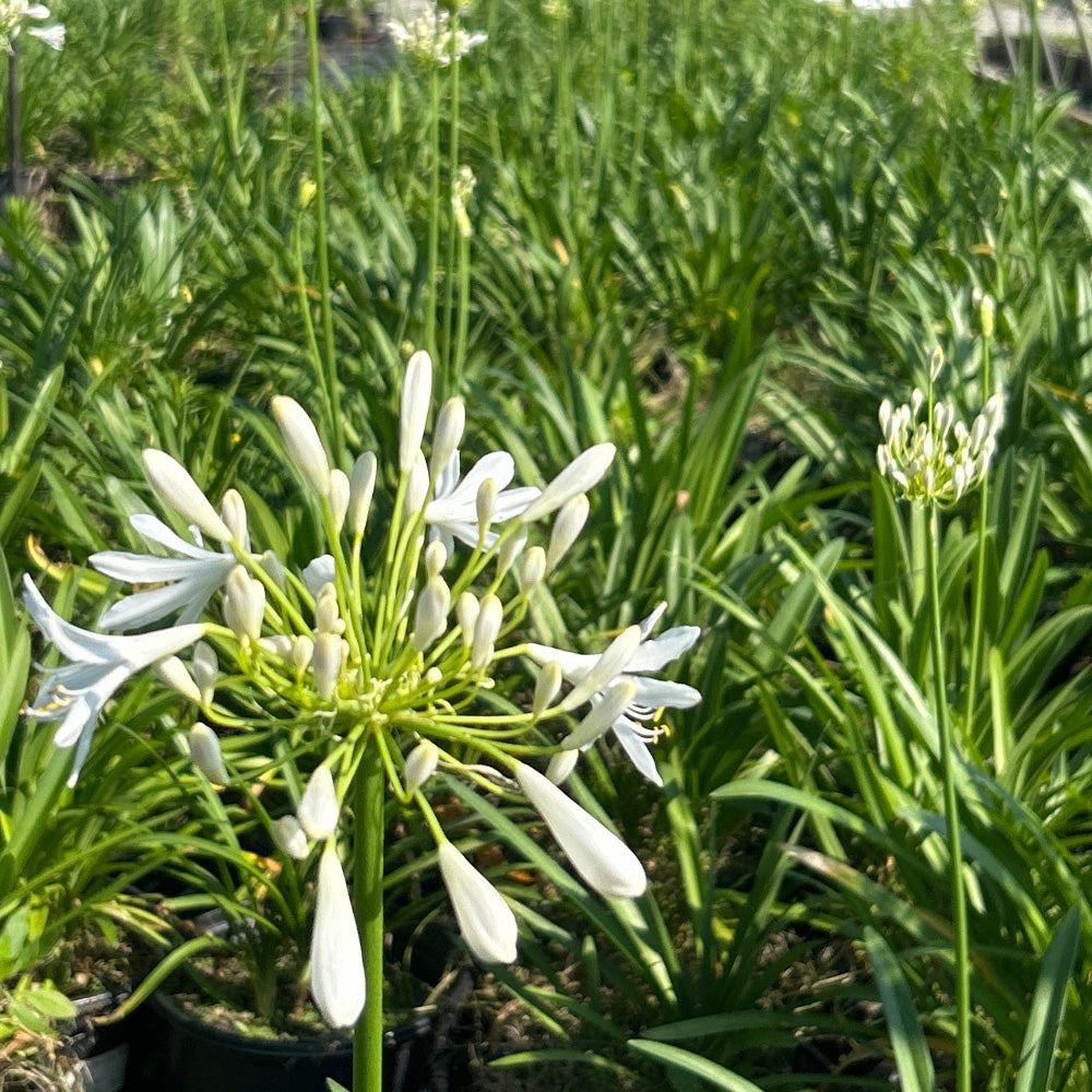 White Agapanthus Getty Lily of the Nile plant in a 3-gallon container, showcasing tall flower stalks with clusters of white blooms.