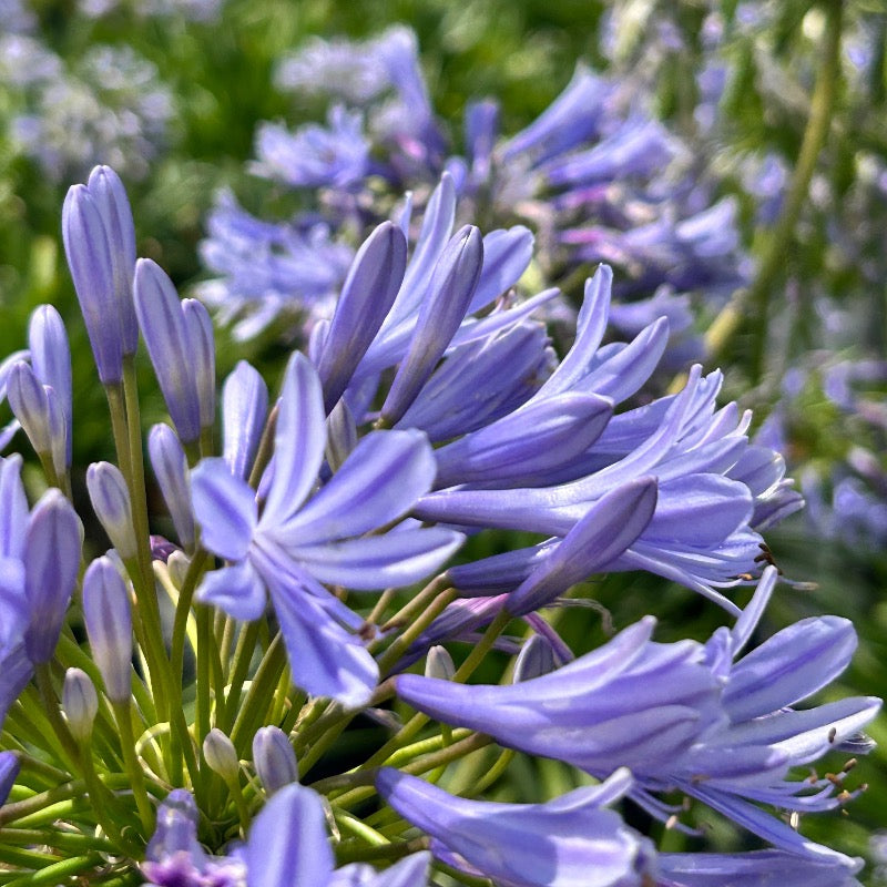 Agapanthus 'Neverland' (Neverland Agapanthus) plant with characteristic foliage and flowers