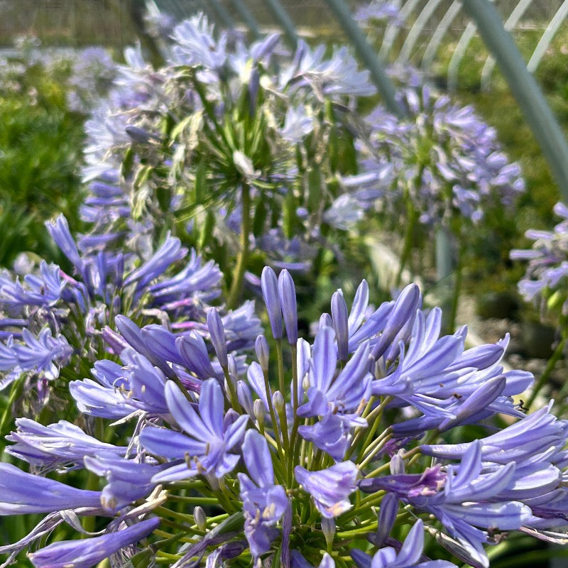 Three-gallon Agapanthus Neverland plant with tall, lush blue flower clusters and green foliage, ideal for garden landscaping.