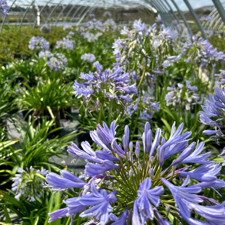 Lush Agapanthus Neverland plant with tall flower stalks and vibrant blue blooms, potted in a 3-gallon container.