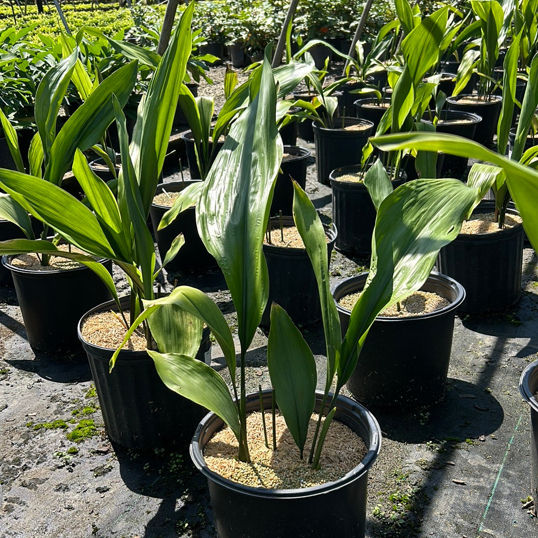 Green Aspidistra Cast Iron Plant in a 3-gallon pot, healthy perennial plant with broad, dark green leaves, ideal for indoor or outdoor decor.
