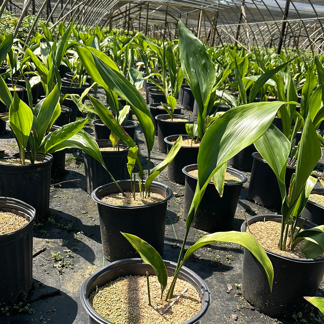 Three-gallon Aspidistra Cast Iron Plant in a pot, showcasing lush green, broad-leaf perennial houseplant by GoBuyPlants.