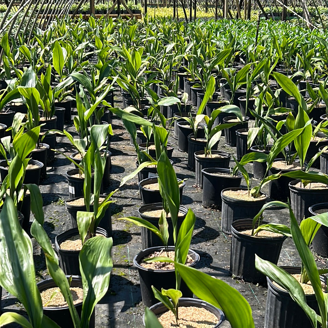 Healthy green Aspidistra Cast Iron Plant in a 3-gallon pot, showcasing broad, glossy leaves, perfect for indoor or shaded areas.