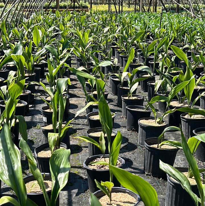 Healthy green Aspidistra Cast Iron Plant in a 3-gallon pot, showcasing broad, glossy leaves, perfect for indoor or shaded areas.
