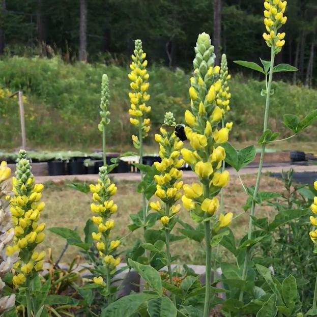 American Goldfinch False Indigo with golden yellow flowers and blue green foliage