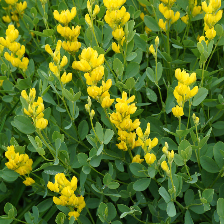 American Goldfinch False Indigo with golden yellow flowers and blue green foliage