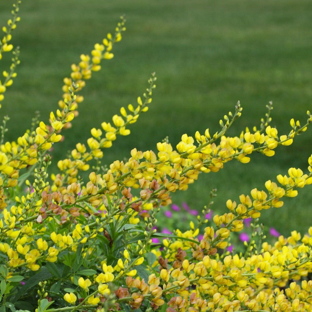 Prairieblues™ Solar Flare False Indigo growing in a landscaped garden