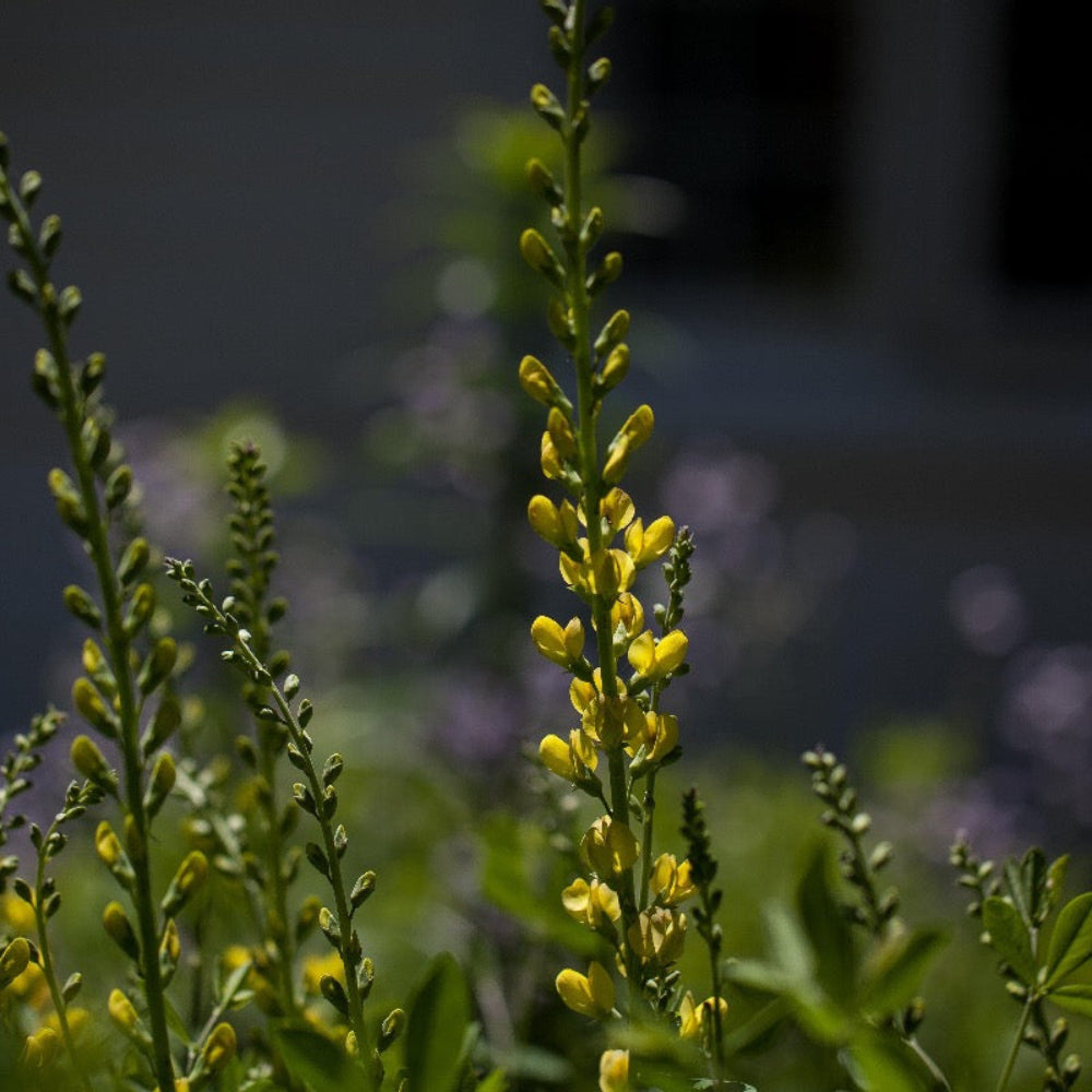 Prairieblues™ Solar Flare False Indigo growing in a landscaped garden
