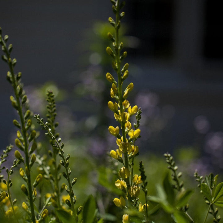 Prairieblues™ Solar Flare False Indigo growing in a landscaped garden