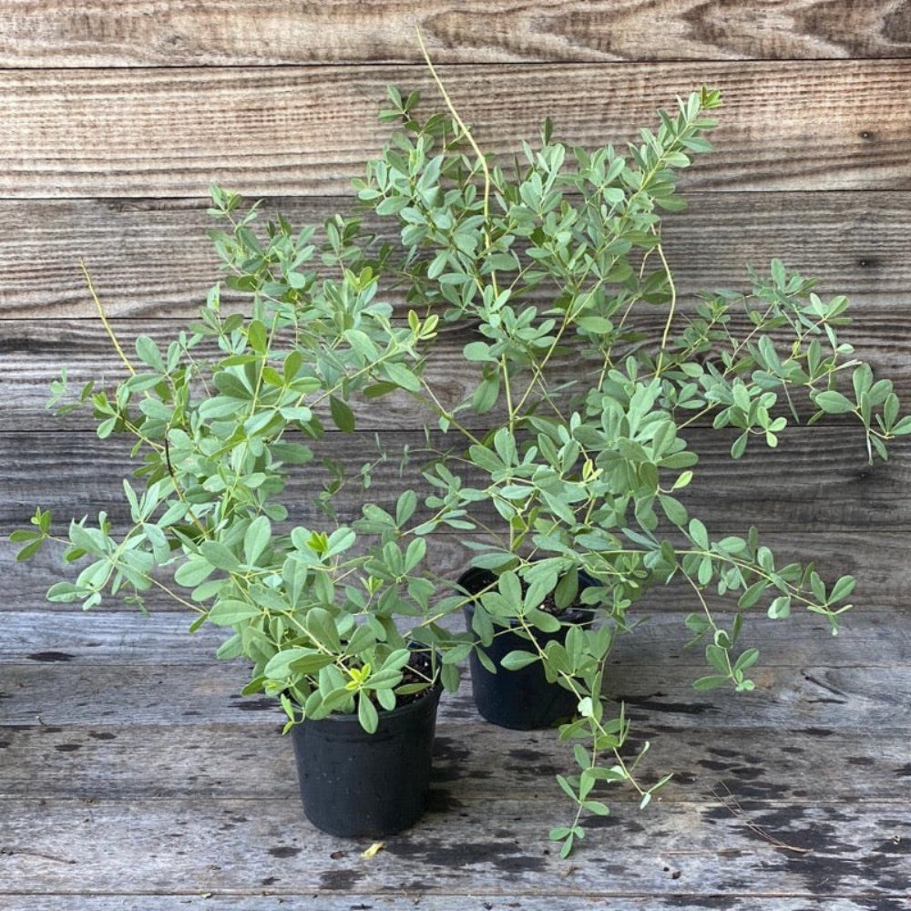 Prairieblues™ Solar Flare False Indigo growing in a landscaped garden