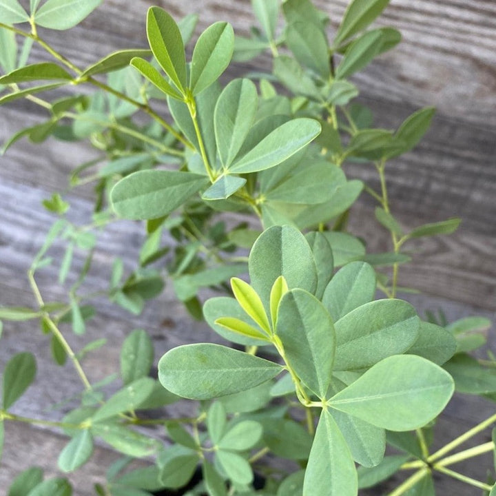 Prairieblues™ Solar Flare False Indigo growing in a landscaped garden
