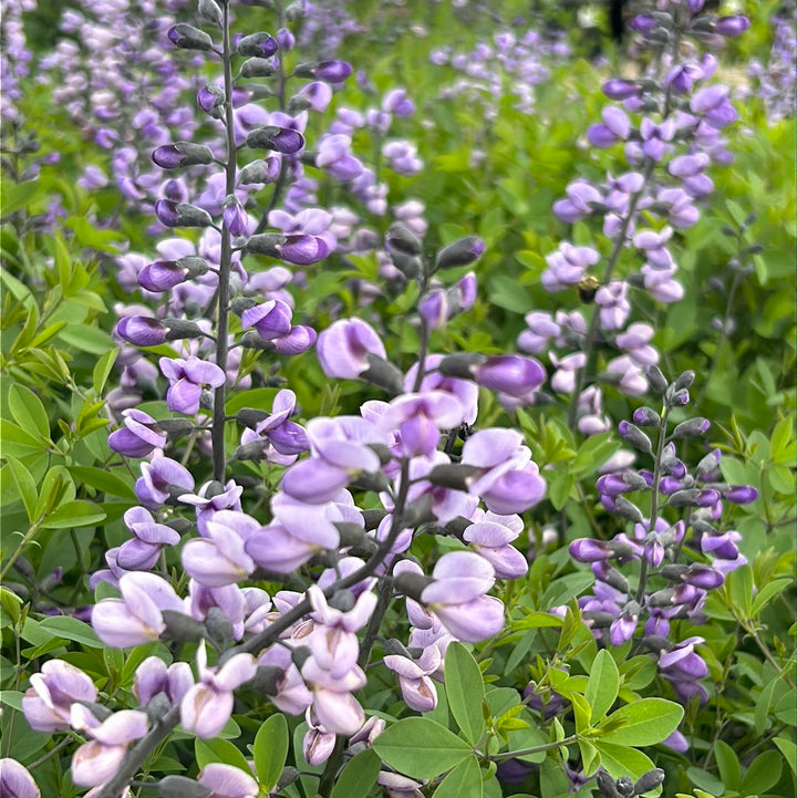 Purple Smoke False Indigo growing in a landscaped garden