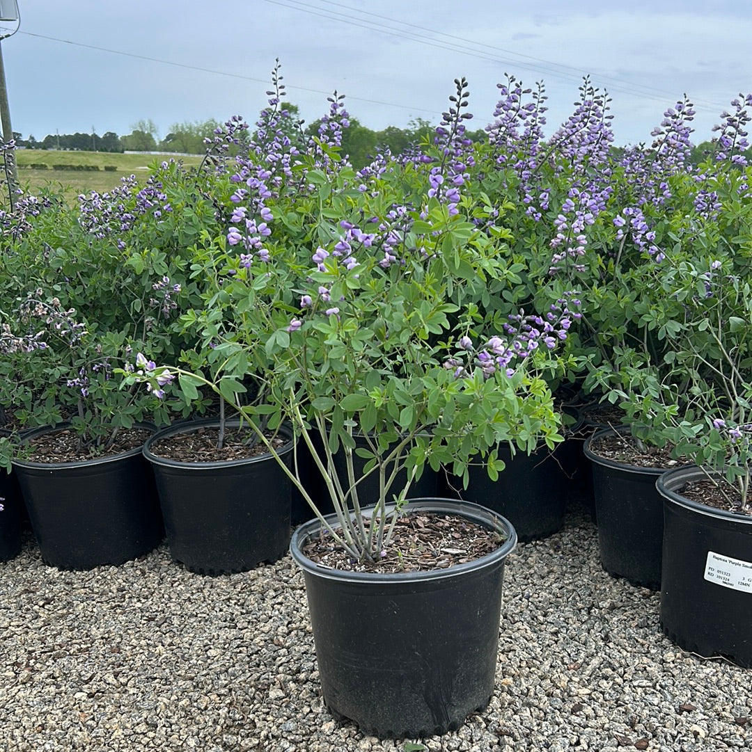 Purple Smoke False Indigo growing in a landscaped garden