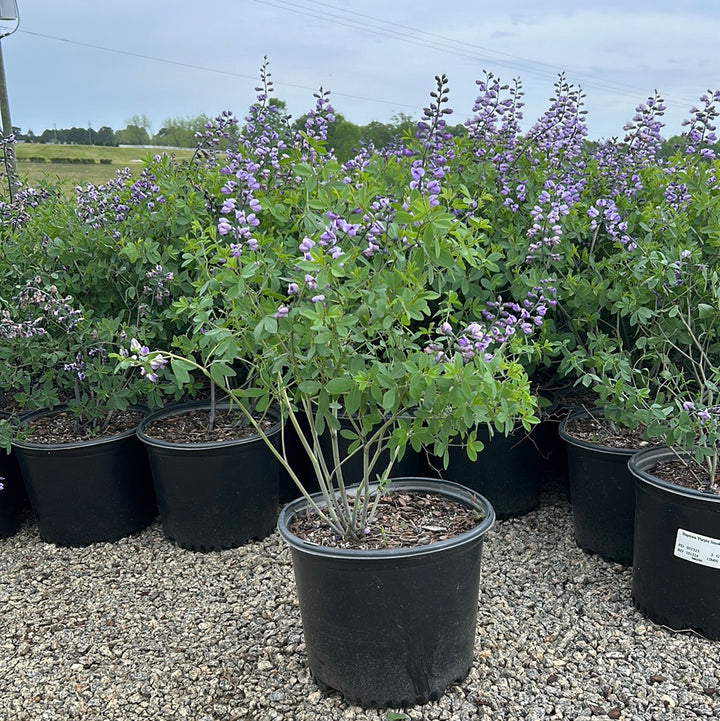 Purple Smoke False Indigo growing in a landscaped garden