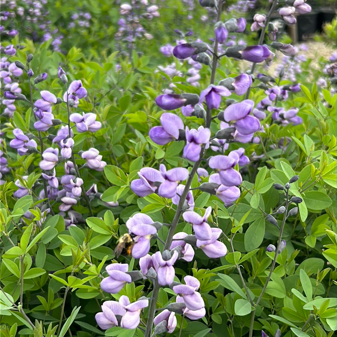 Purple Smoke False Indigo growing in a landscaped garden