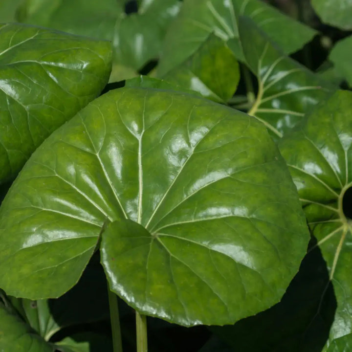Giant Leopard Plant with massive glossy green leaves and yellow flowers