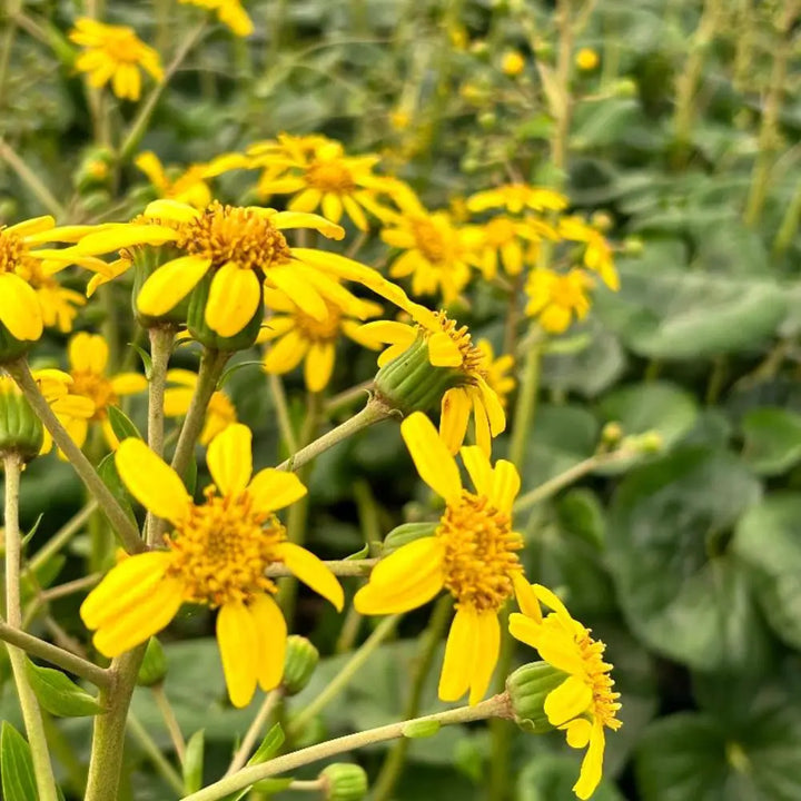 Giant Leopard Plant with massive glossy green leaves and yellow flowers