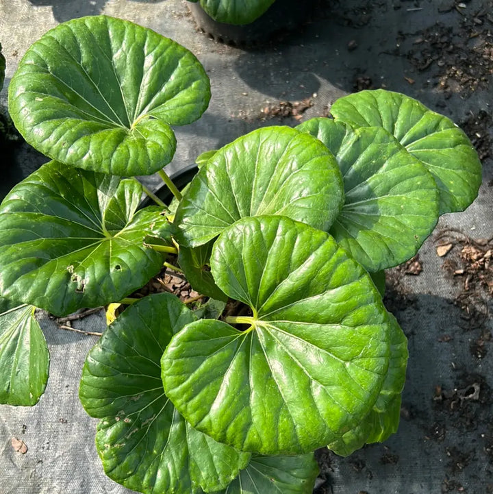 Giant Leopard Plant