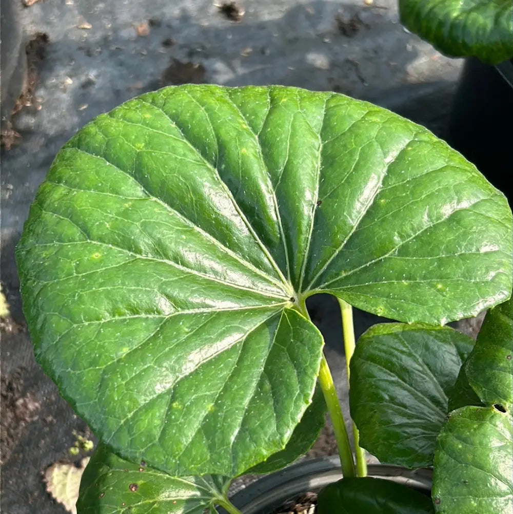 Giant Leopard Plant with massive glossy green leaves and yellow flowers