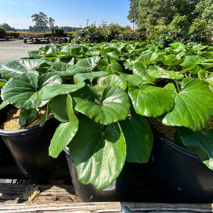 Giant Leopard Plant with massive glossy green leaves and yellow flowers