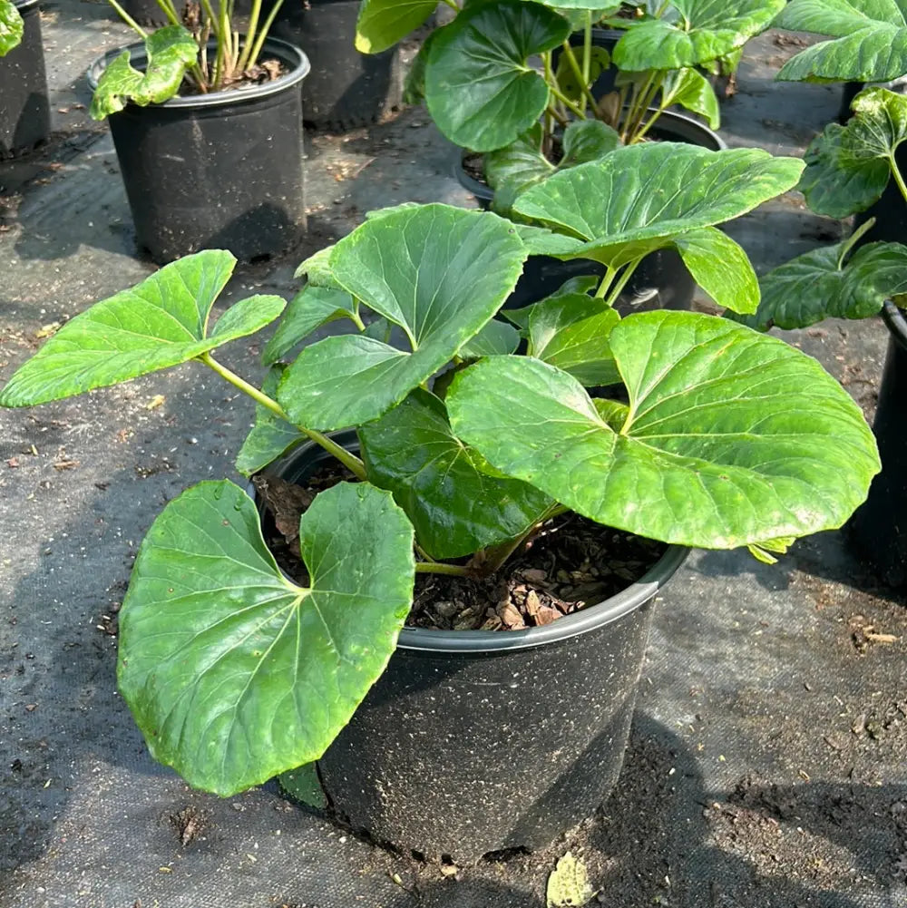 Giant Leopard Plant with massive glossy green leaves and yellow flowers