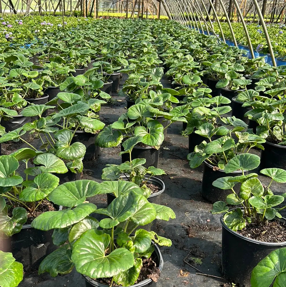 Giant Leopard Plant