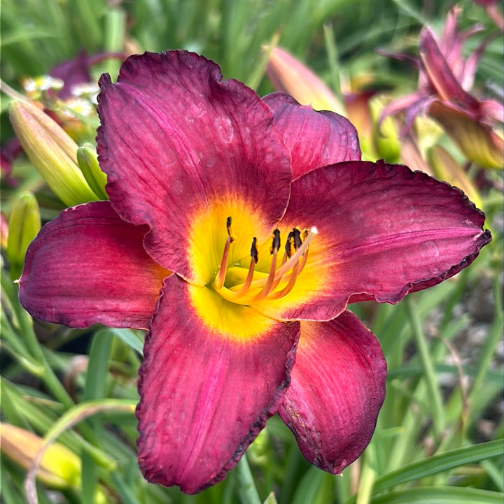Jamaica Sunrise Daylily with rich red flowers