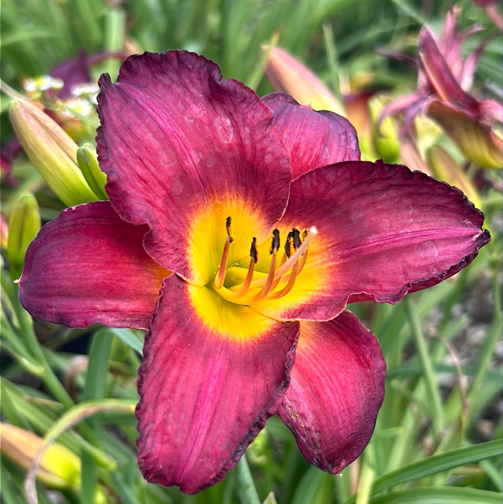 Hemerocallis Jamaica Sunrise™