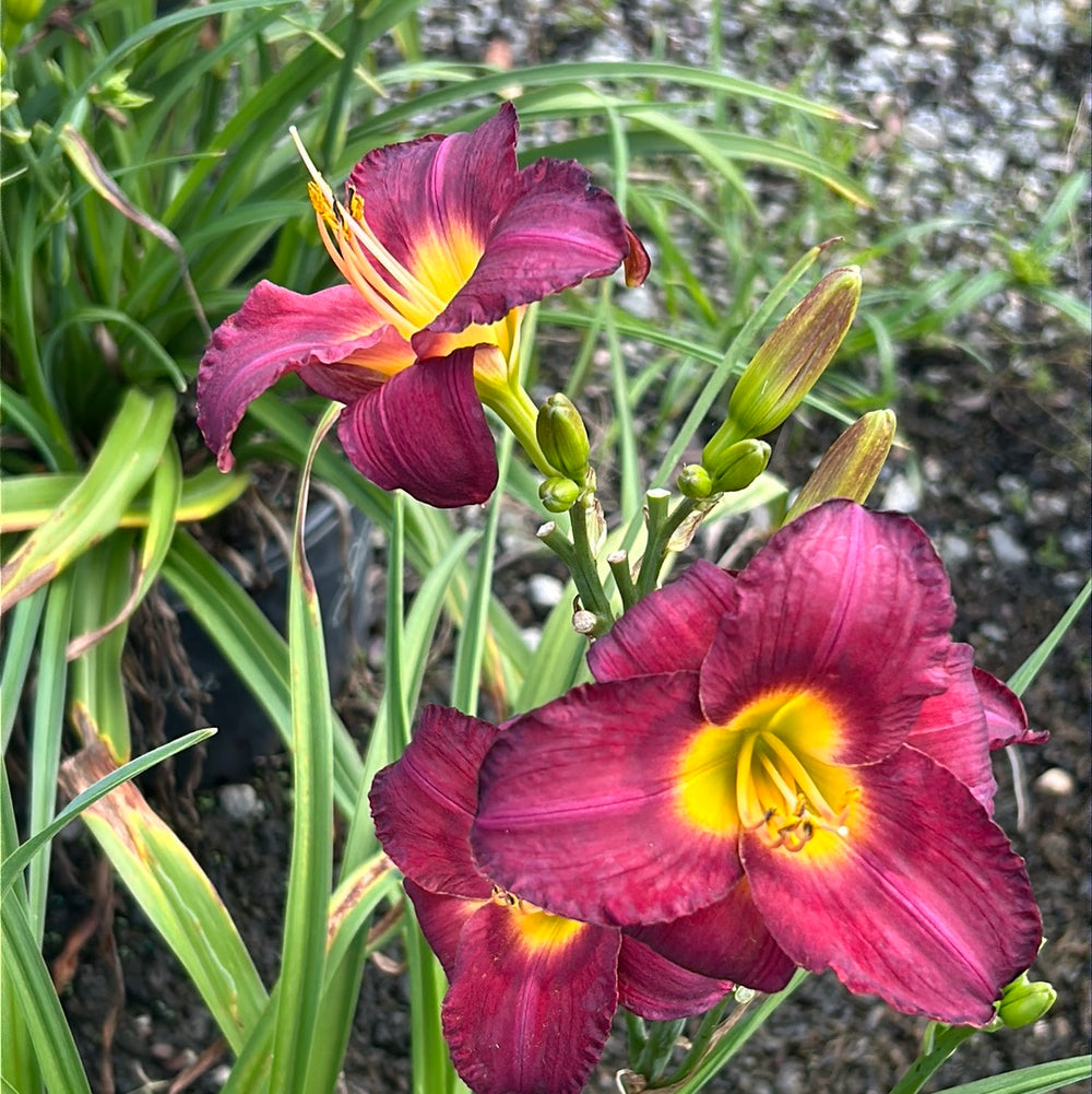Jamaica Sunrise Daylily with rich red flowers