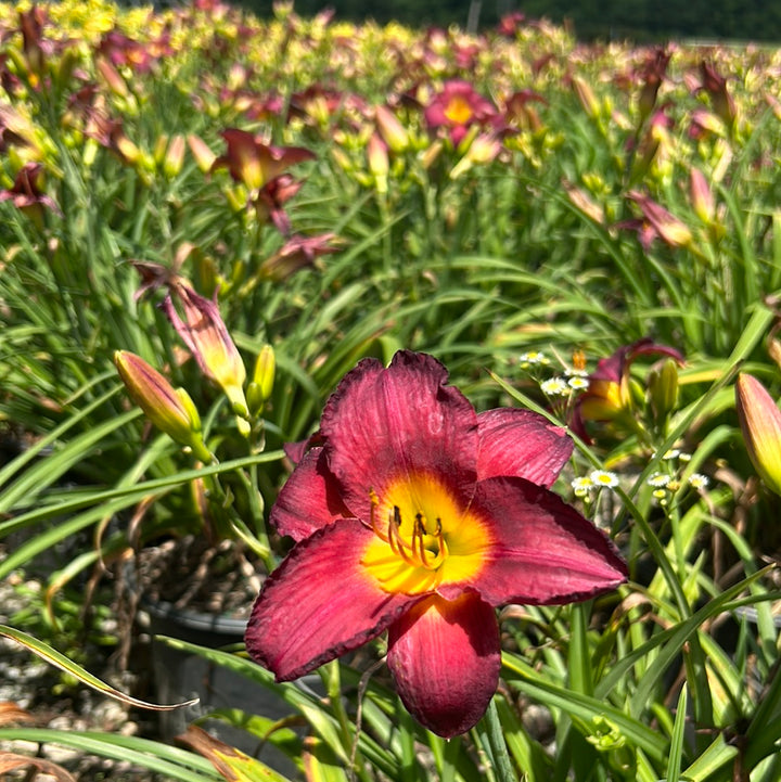 Jamaica Sunrise Daylily with rich red flowers