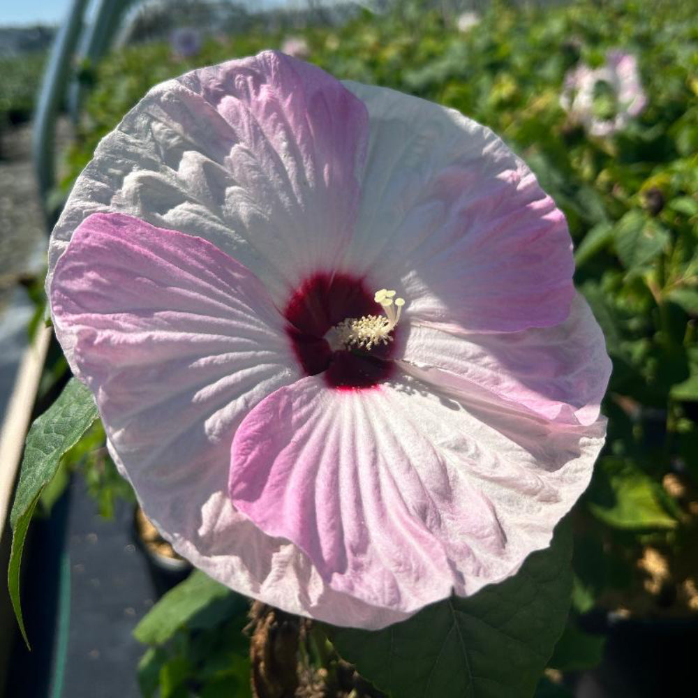 Luna Pink Swirl Hardy Hibiscus with pink and white flowers and cranberry centers