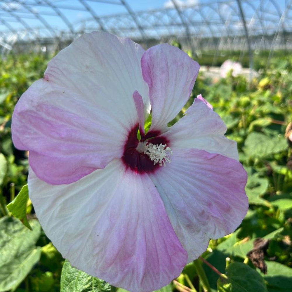 Luna Pink Swirl Hardy Hibiscus with pink and white flowers and cranberry centers