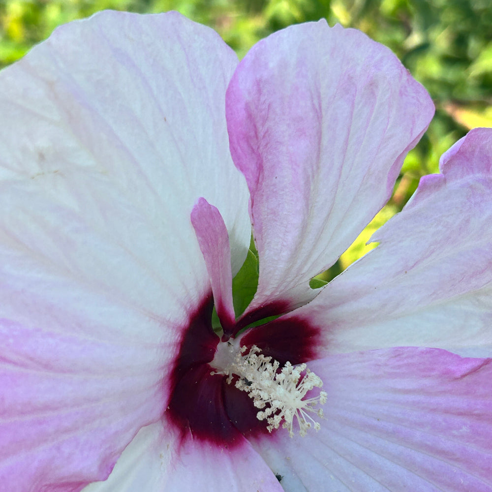 Luna Pink Swirl Hardy Hibiscus with pink and white flowers and cranberry centers