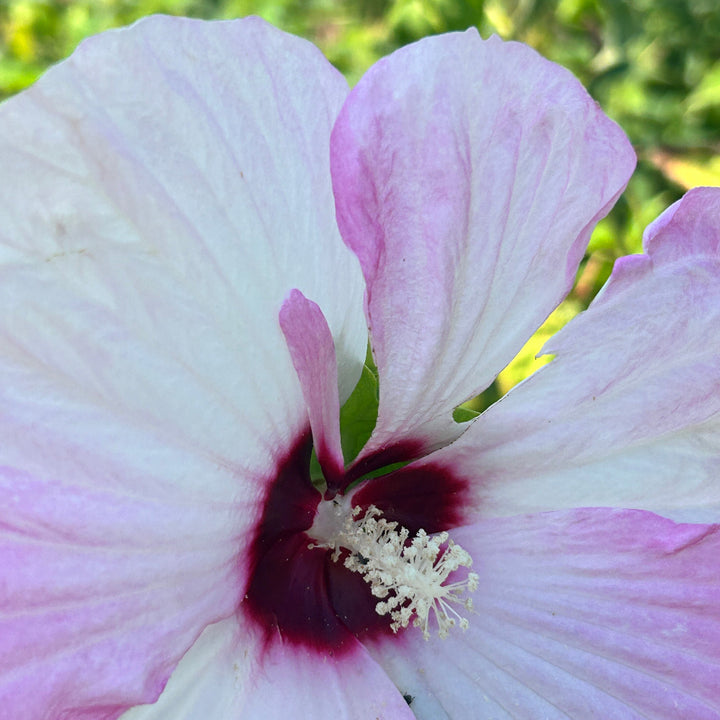 Luna Pink Swirl Hardy Hibiscus with pink and white flowers and cranberry centers