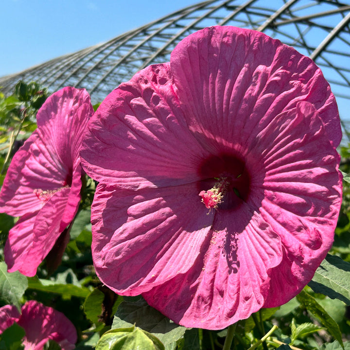 Luna Rose Hardy Hibiscus with huge rose pink flowers and ruby centers