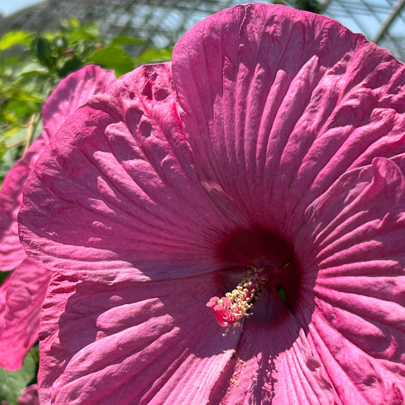 Hibiscus Luna™ Rose