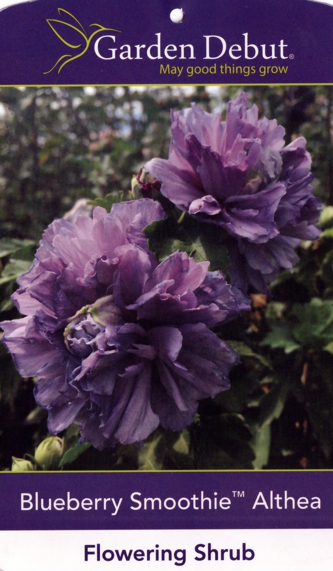 Blueberry Smoothie Rose of Sharon with double blue purple flowers