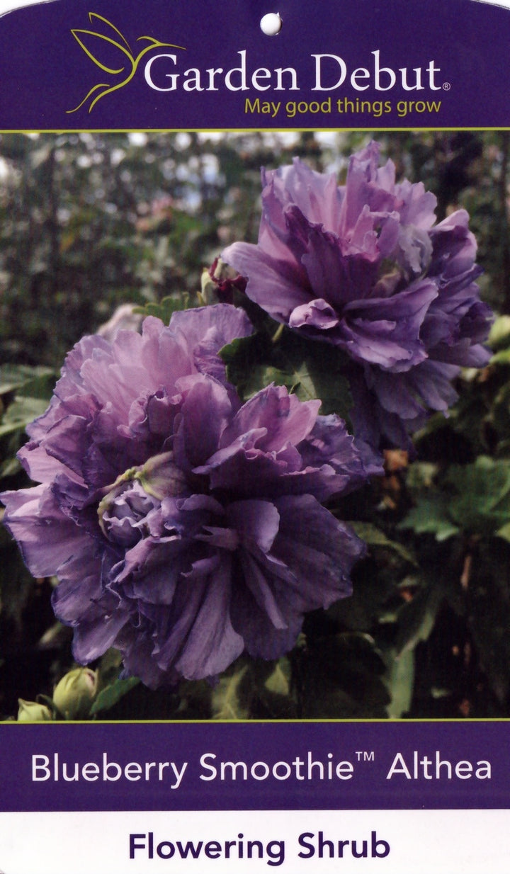 Blueberry Smoothie Rose of Sharon with double blue purple flowers