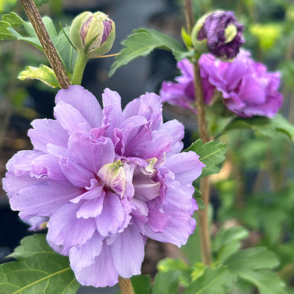 Blueberry Smoothie Rose of Sharon with double blue purple flowers