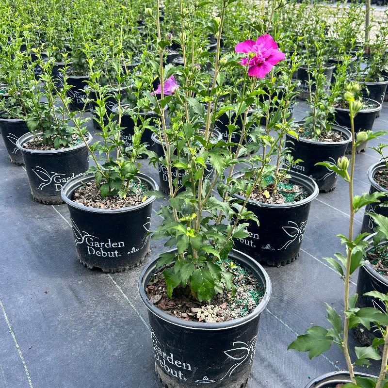 Raspberry Smoothie Rose of Sharon with double fuchsia pink flowers