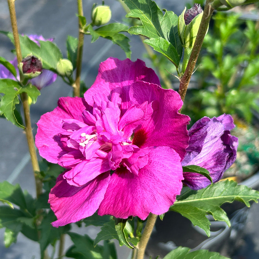 Raspberry Smoothie Rose of Sharon with double fuchsia pink flowers
