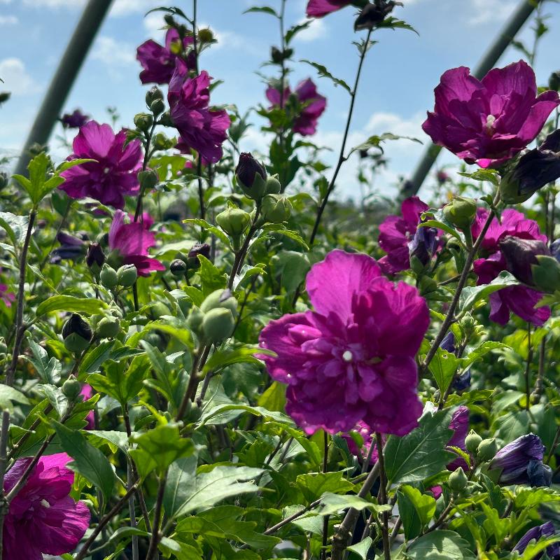 Raspberry Smoothie Rose of Sharon with double fuchsia pink flowers