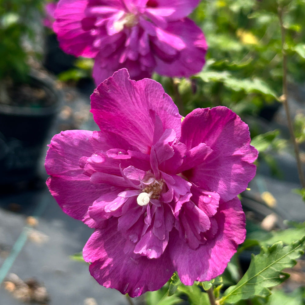 Raspberry Smoothie Rose of Sharon with double fuchsia pink flowers