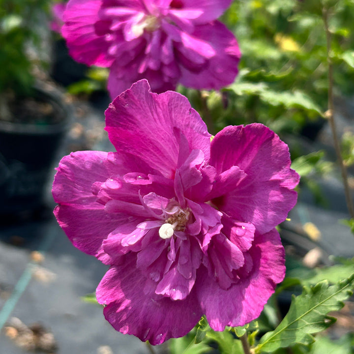 Raspberry Smoothie Rose of Sharon with double fuchsia pink flowers