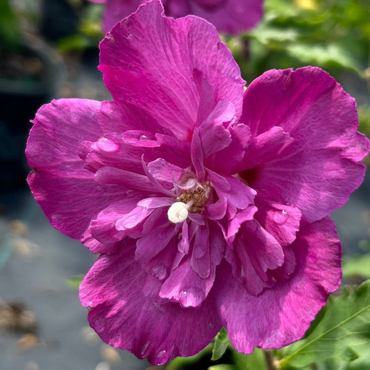 Raspberry Smoothie Rose of Sharon with double fuchsia pink flowers
