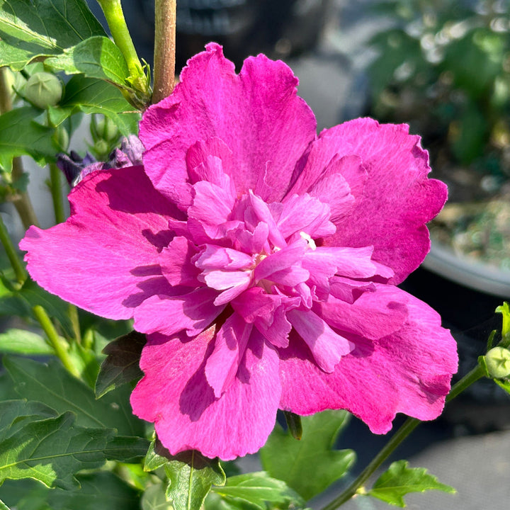 Raspberry Smoothie Rose of Sharon with double fuchsia pink flowers
