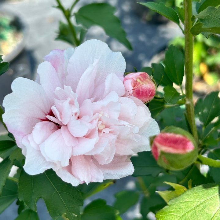 Strawberry Smoothie Rose of Sharon with double pink striped flowers